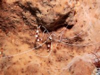 DSC_5368 garnaal ; Banded boxer shrimp ; Stenopus hispidus