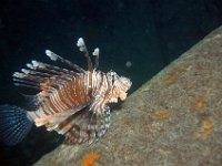 DSC_1053 Gewone koraalduivel ; Common lionfish ; Pterois volitans