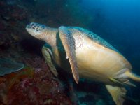 DSC_1661 groene zeeschildpad ; Green turtle ; Chelonia mydas