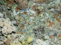 DSC_4347 Gevlekte slangaal ; Spotted snake eel ; Myrichthys maculosus
